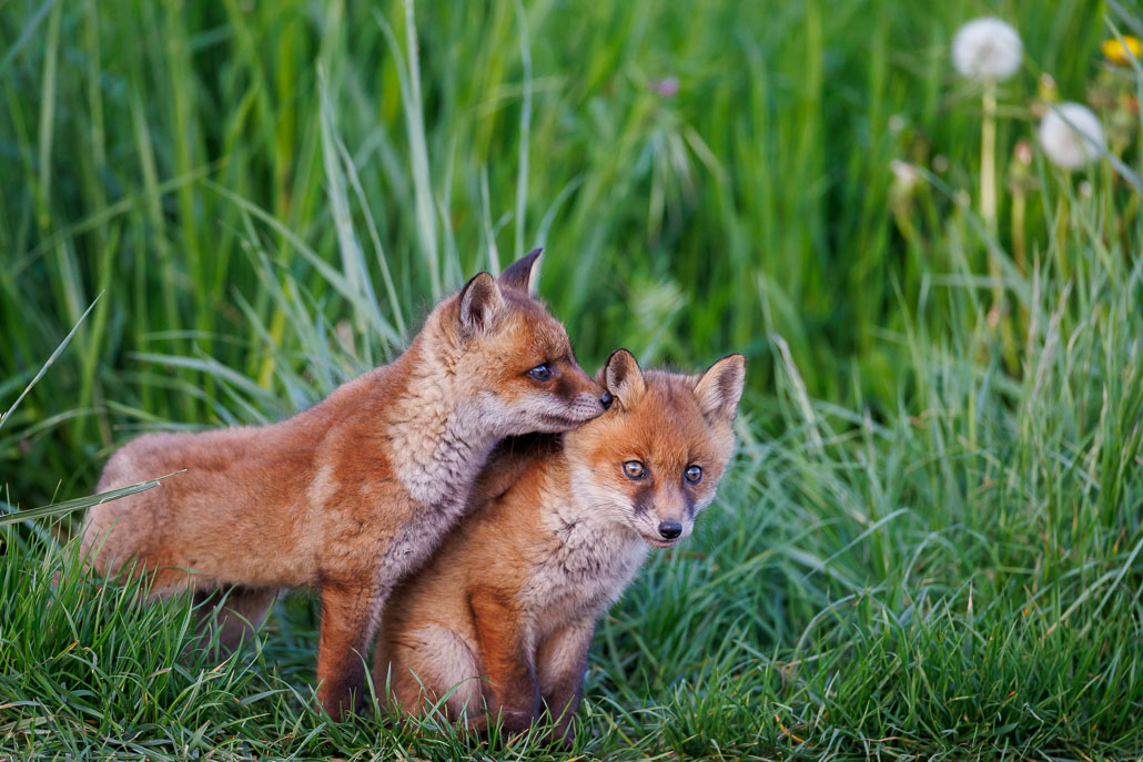 Renard roux (Vulpes vulpes)-red Fox-140.jpg
