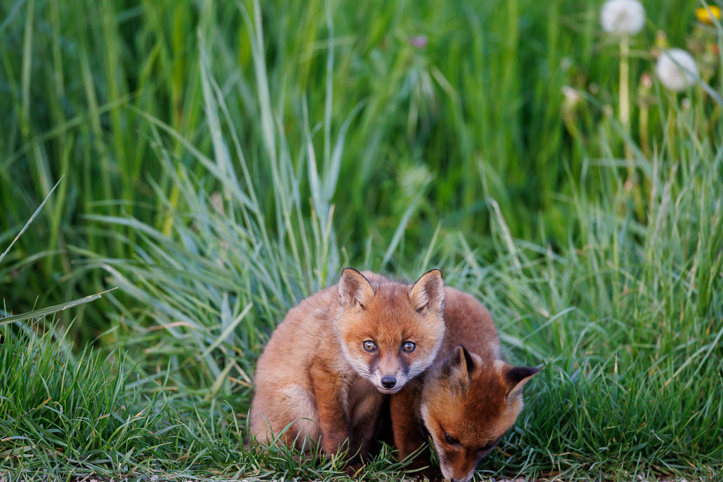 Renard roux (Vulpes vulpes)-red Fox-148.jpg