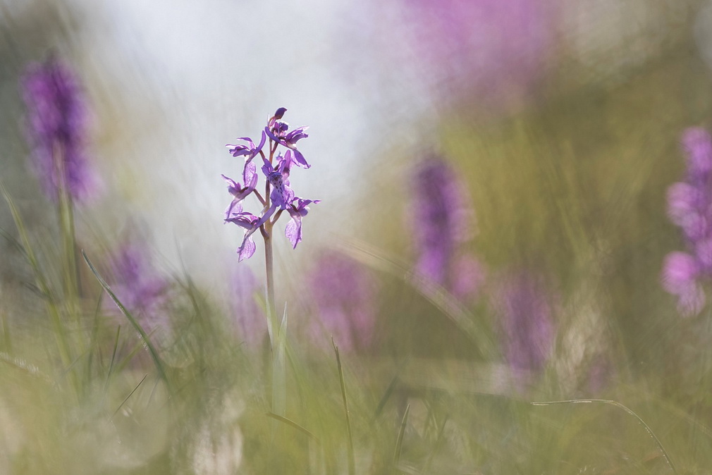 O Mâle au pré post .jpg