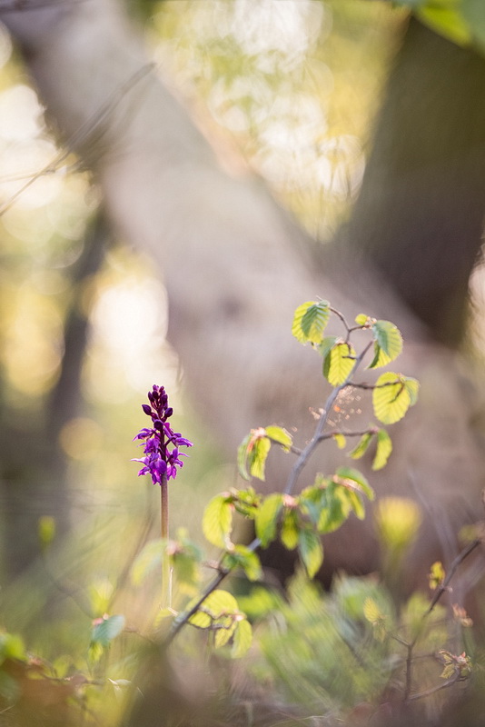 O Mâle S bois post.jpg