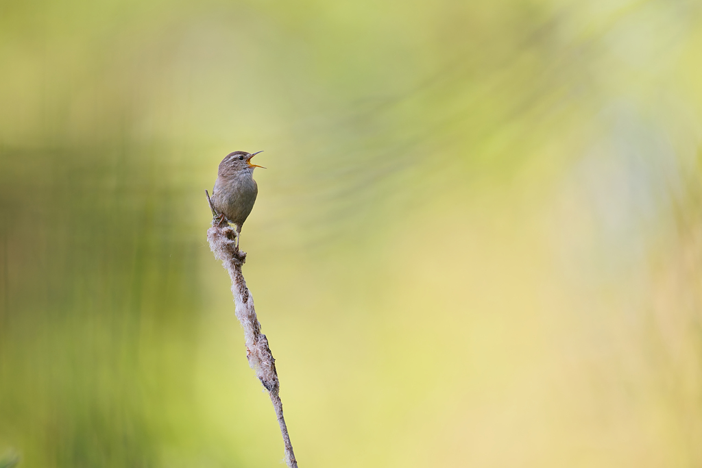 DSC_4498_DxO.jpg