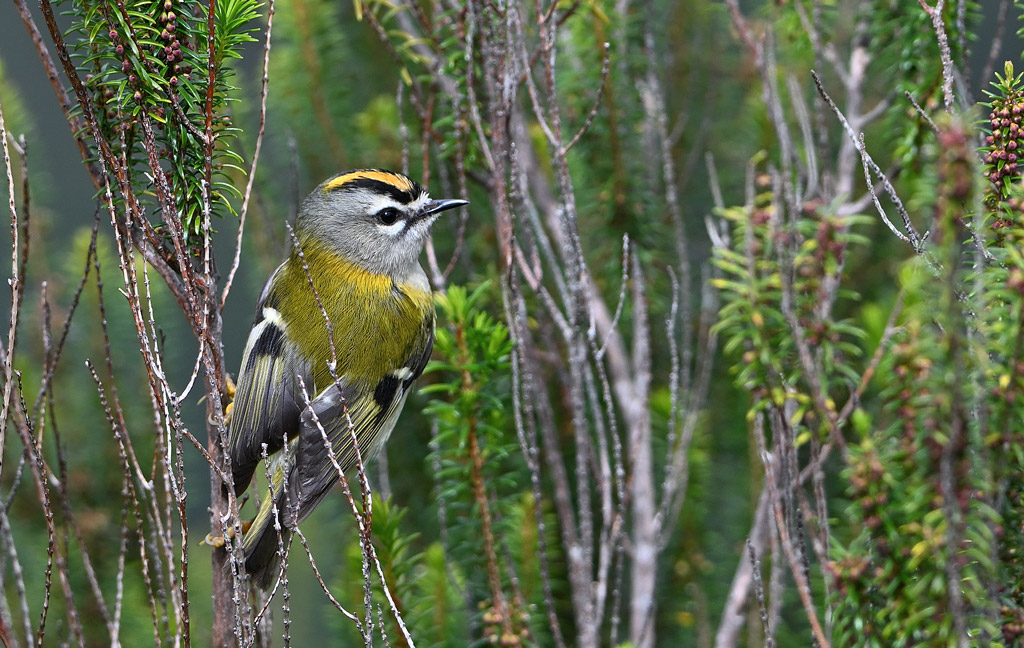 DSC_5184.jpg