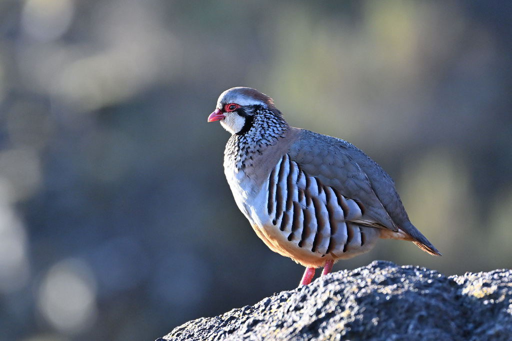 DSC_5022.jpg