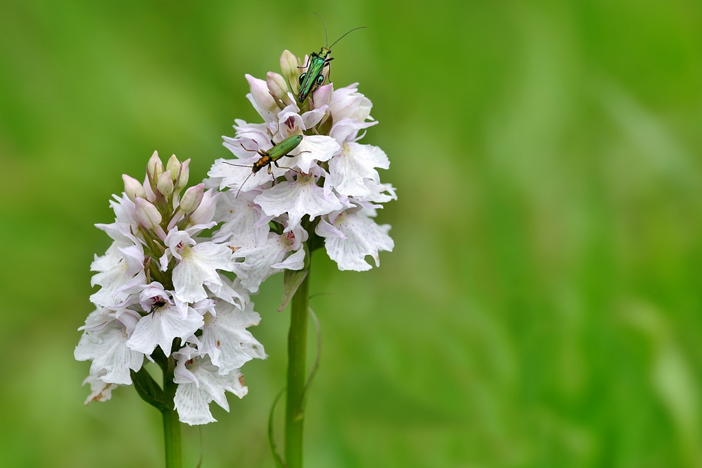 Orchidées D610 034-NEF_DxO_psc.jpg