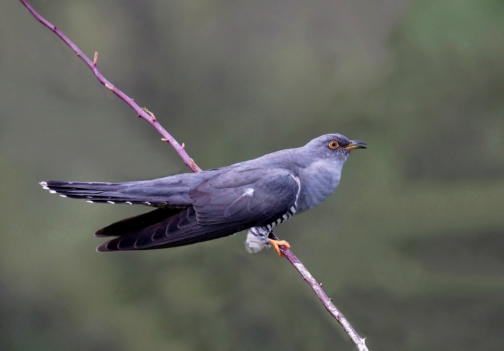 DSC08592 - Copie.JPG