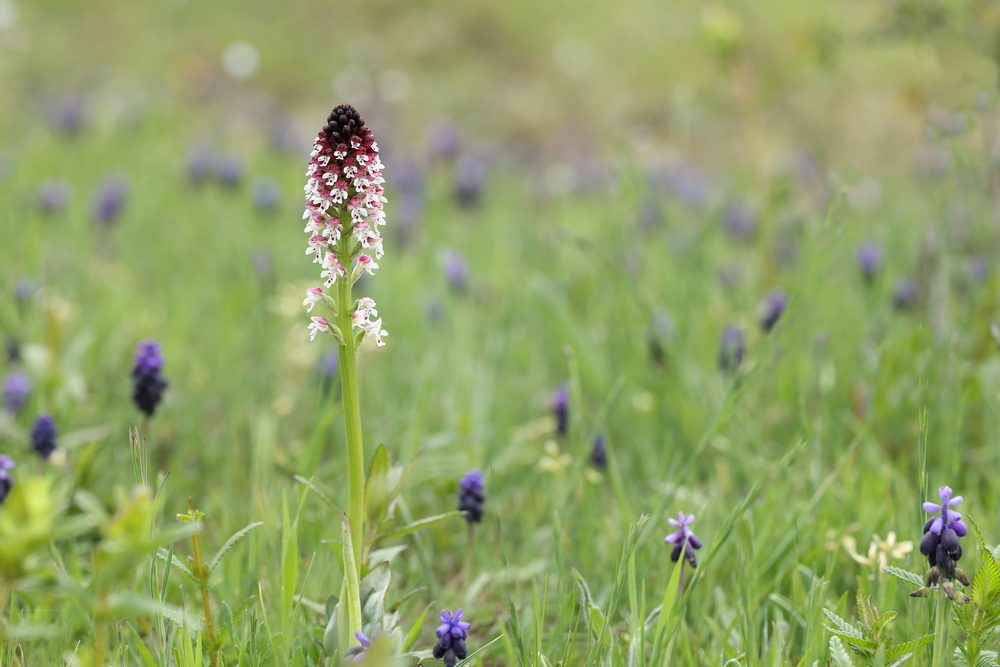 Neotinea ustulata.JPG