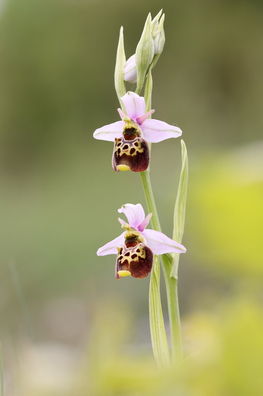 Ophrys fuciflora.JPG