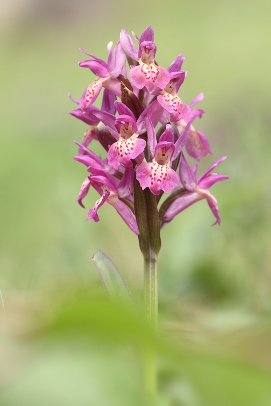 Dactylorhiza sambucina.jpg