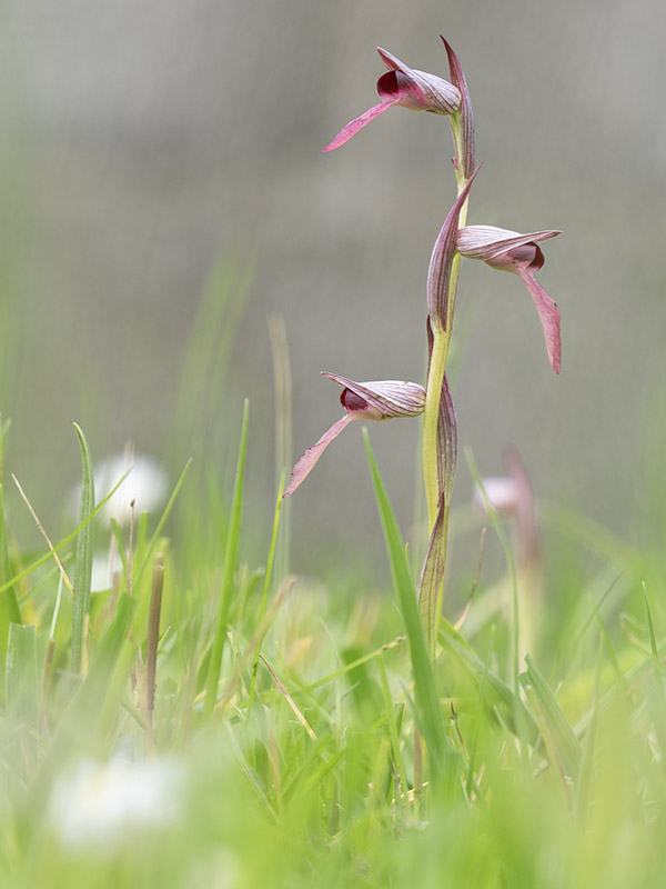 serapias lingua copie 800.jpg