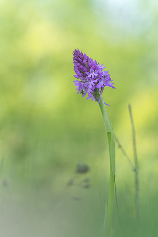 pyramidale copie 800.jpg