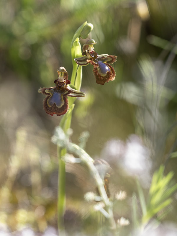 ophrys speculum copie 800.jpg