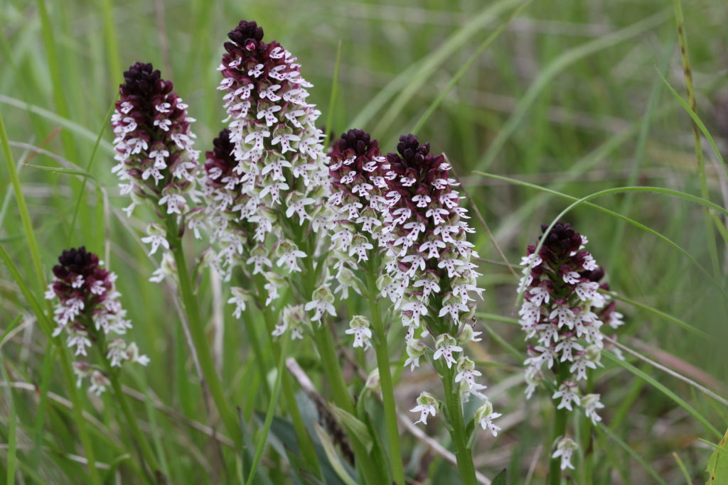 Orchis brûlé.JPG