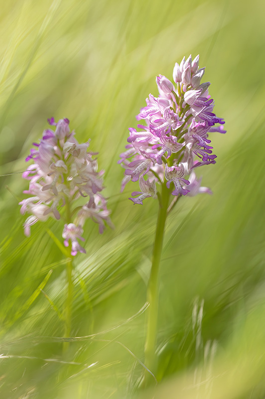 R6 orchis.jpg