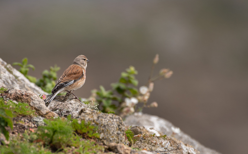 Linotte mélodieuse.jpg
