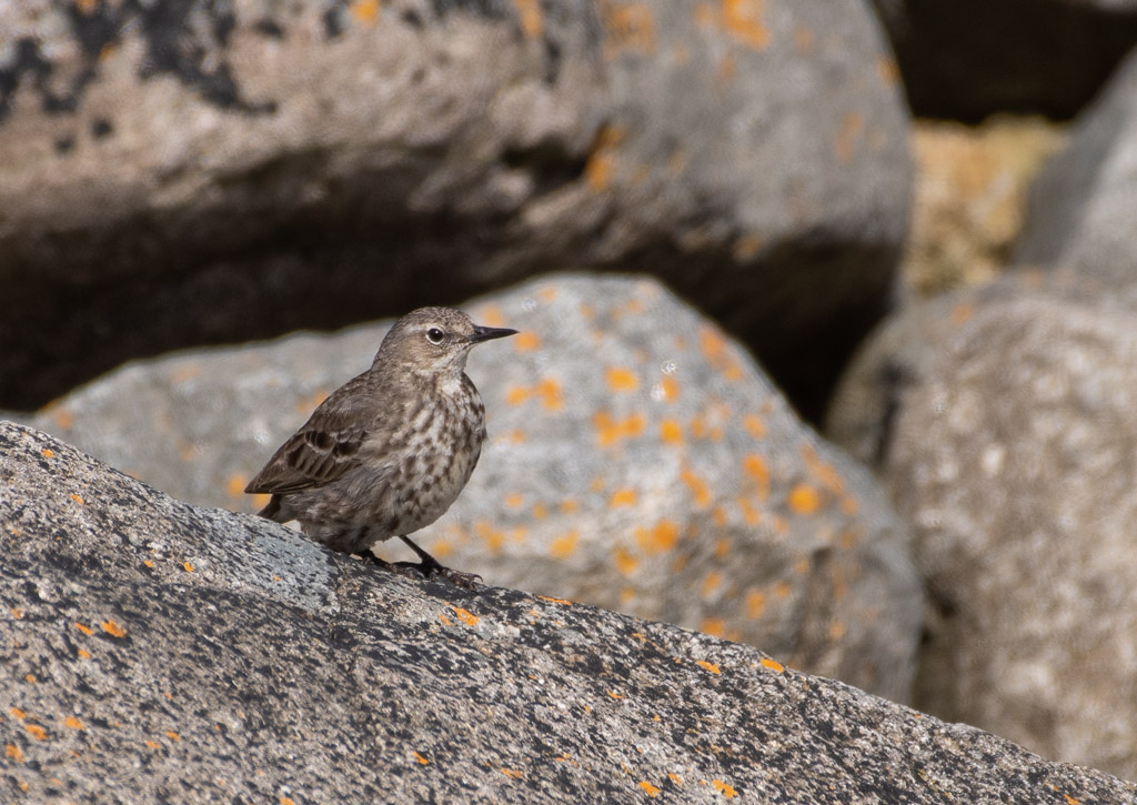 Pipit maritime -5-.jpg