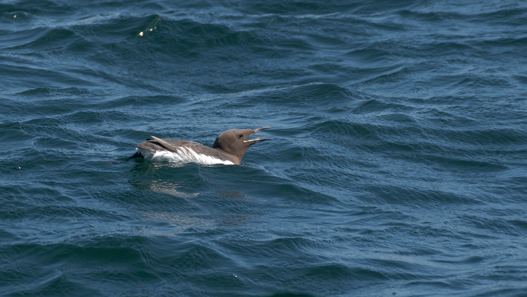 Guillemot de Troïl -6-.jpg