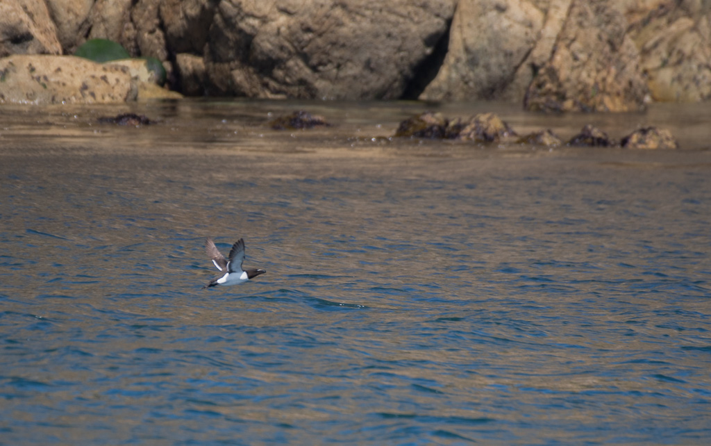 Pingoin de Torda -1-.jpg