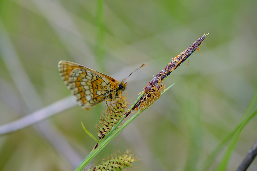 Mélitée internet 1.jpg