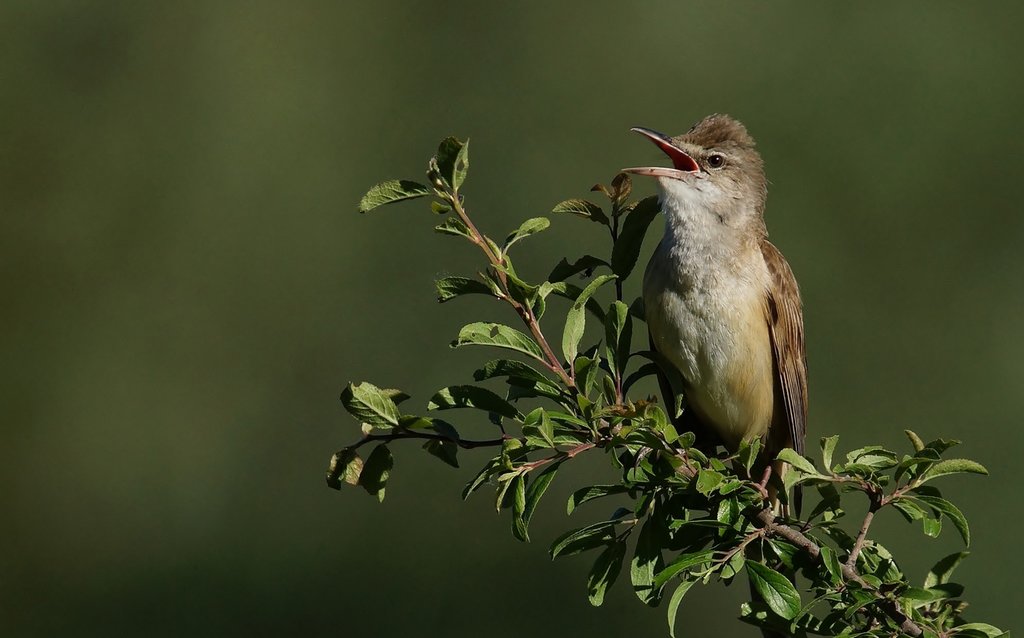 Rousserolle Turdoïde (2).jpg