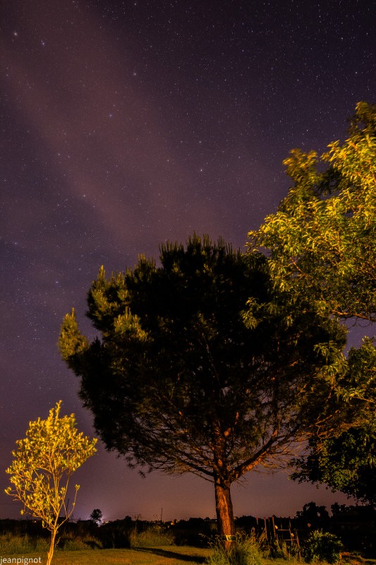N12 etoiles devant le pin.JPG