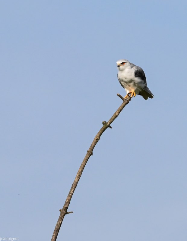 N10 elanion blanc.JPG