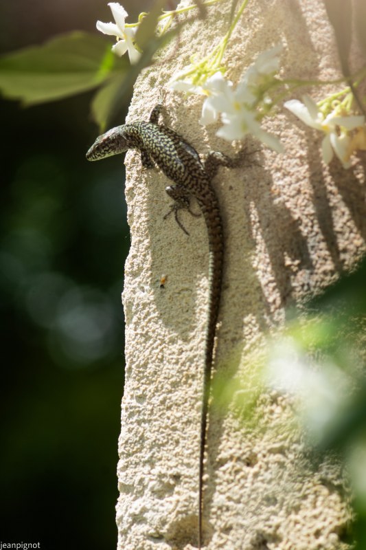 N4 lezard des murailles.JPG