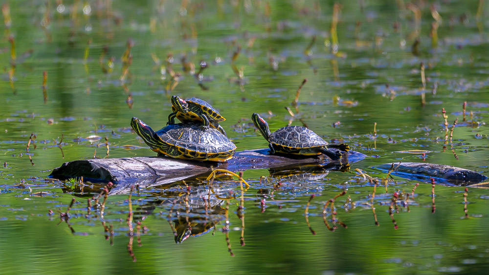 Tortue cistude_8.jpg