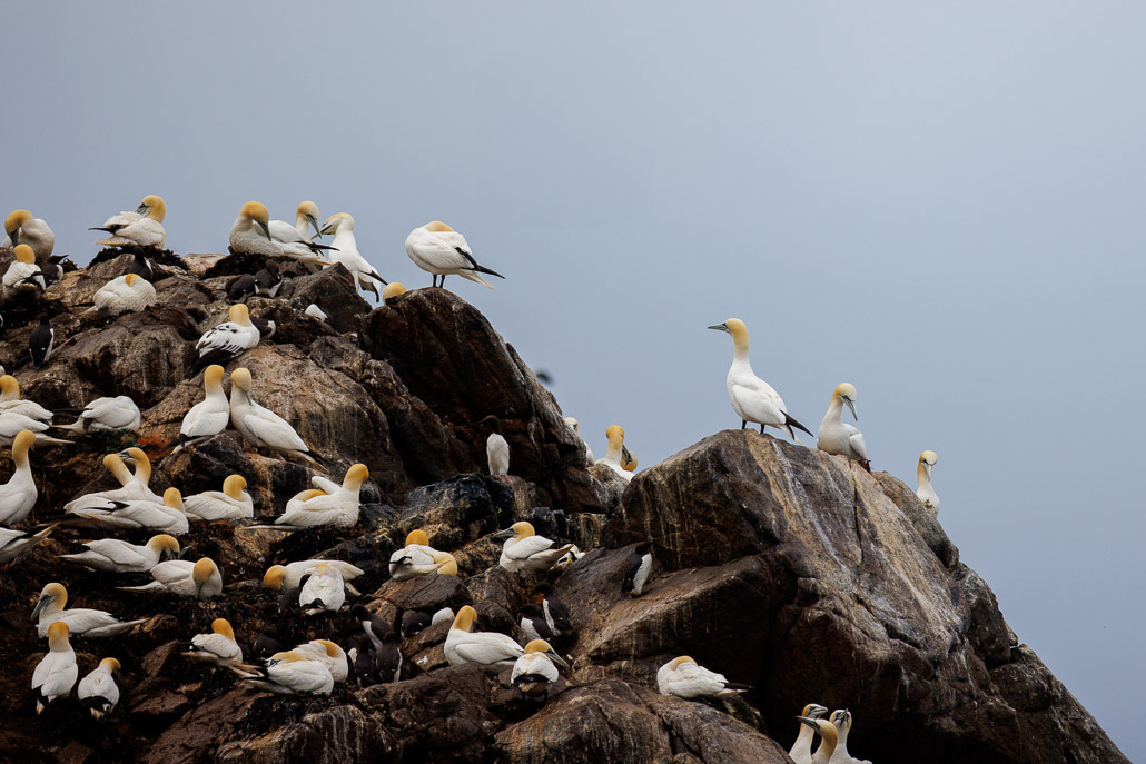 Fou de bassan (Morus bassanus)-22.jpg