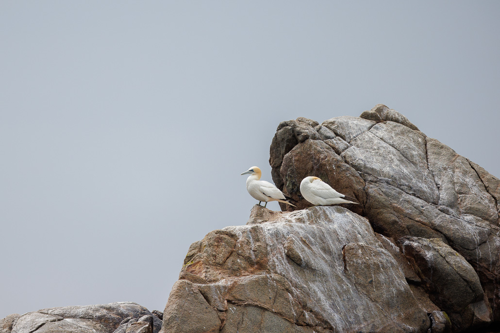 Fou de bassan (Morus bassanus)-27.jpg