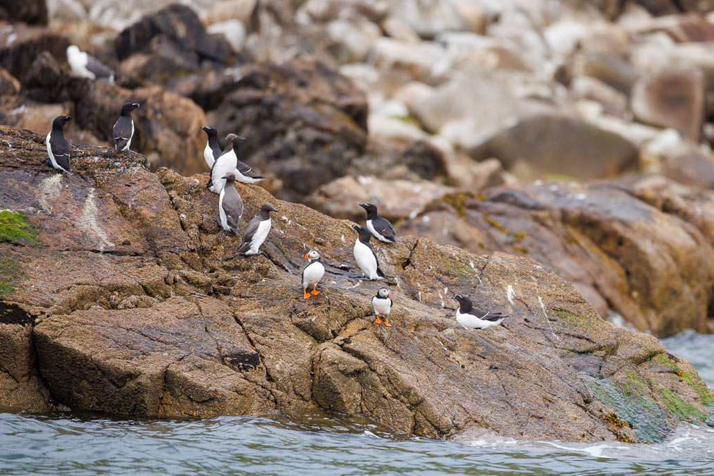 Macareux moine (Fratercula arctica)-6.jpg