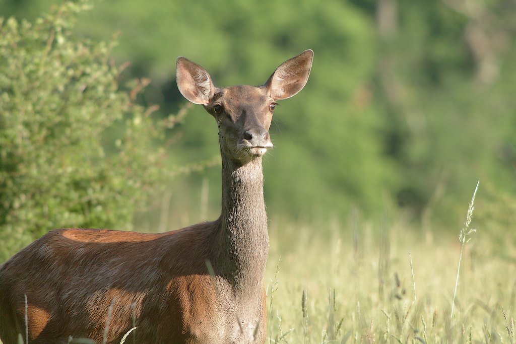 biche.JPG