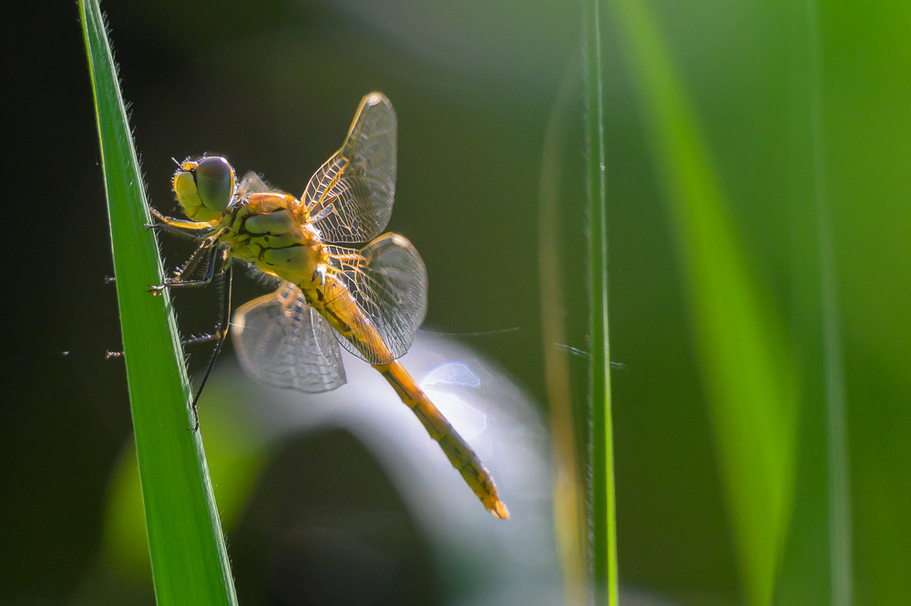 Sympétrum de fonscolombe.jpg