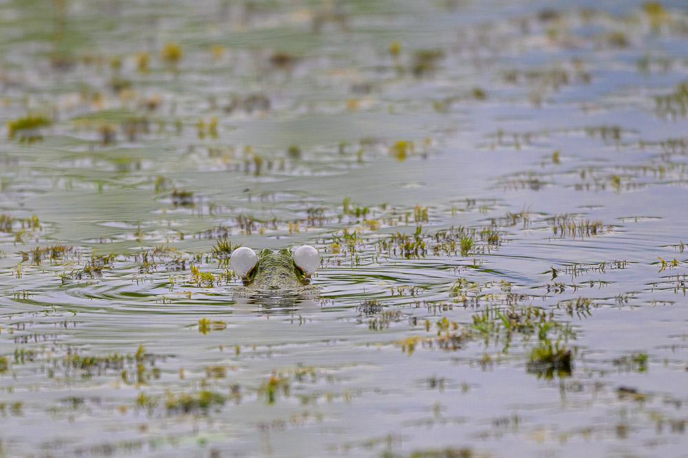 Grenouille verte_10.jpg