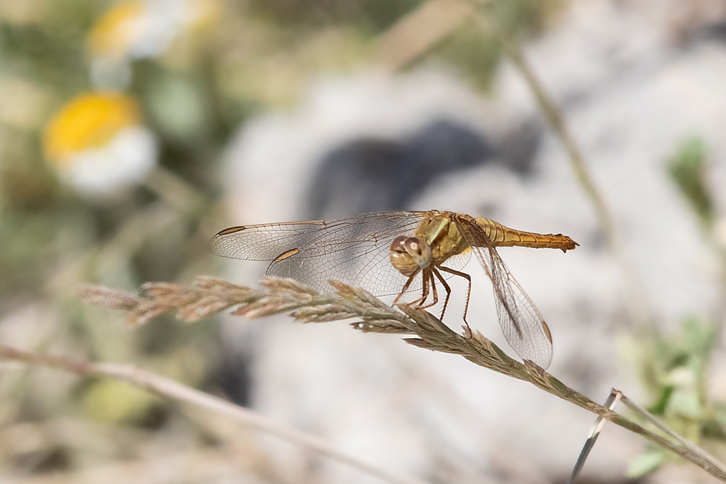 Orthetrum coerulescens femelle.jpg