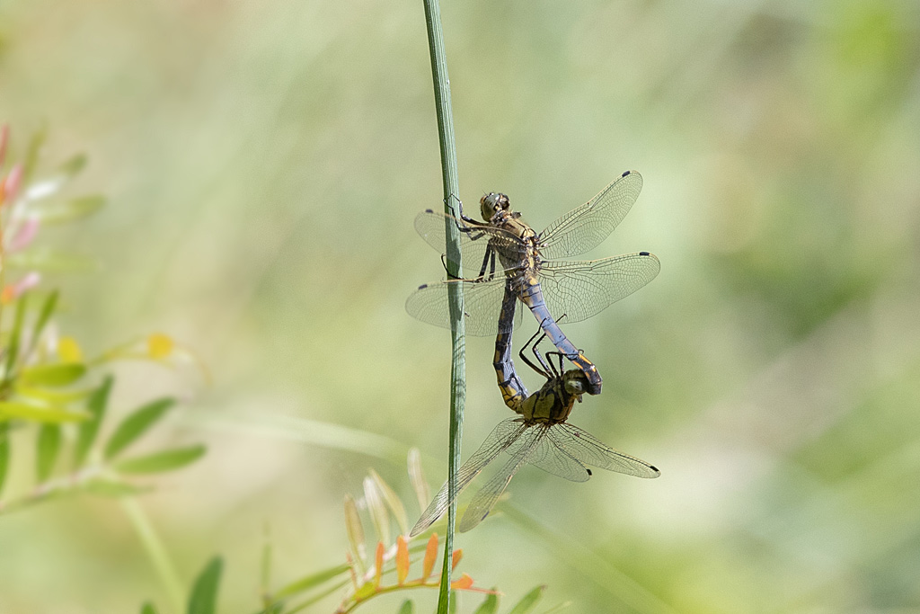 orthetrum réticulé - Orthetrum cancelatum.jpg