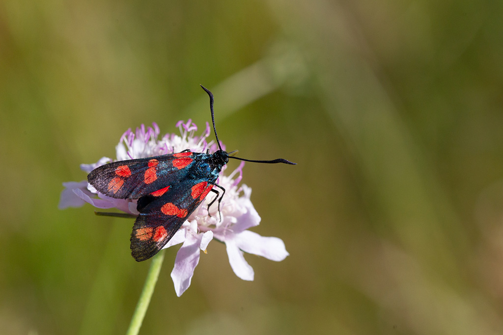 zygène de la filipenduline.jpg