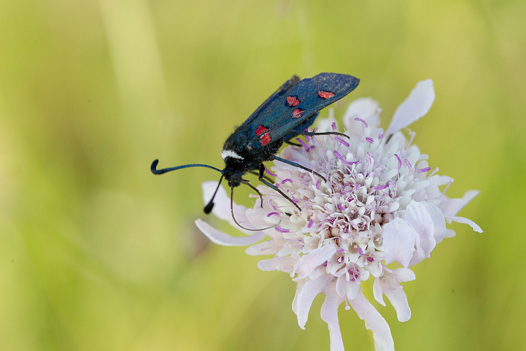 Zygène de la lavande.jpg
