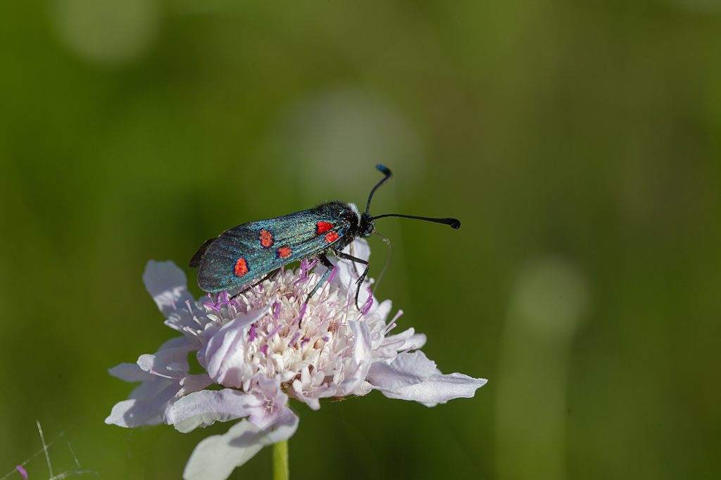 Zygène de la lavande 2 -.jpg