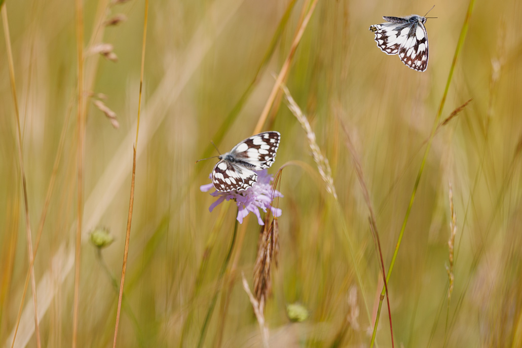 Demi-deuil (Melanargia galathea)-37.jpg