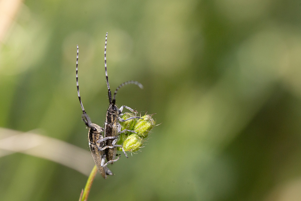 Agapanthia cardui 1.jpg
