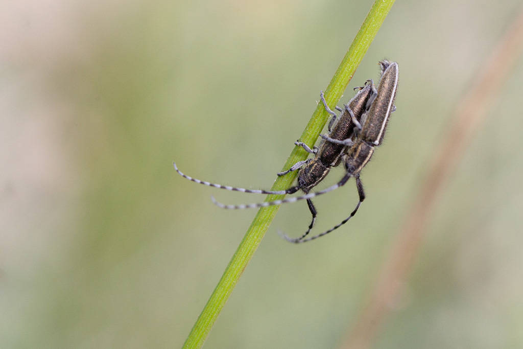 Agapanthia cardui 2.jpg