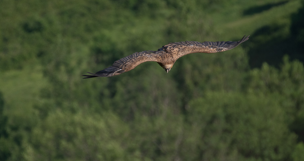 Vautour (1 sur 1).jpg