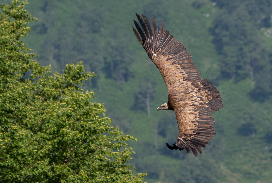 Vautour avec Domiqiue MEININGER (4 sur 11).jpg