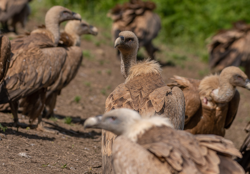 Vautour avec Domiqiue MEININGER (5 sur 11).jpg