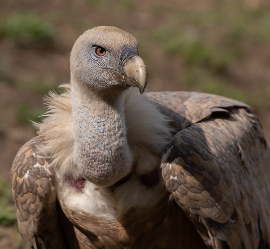 Vautour avec Domiqiue MEININGER (7 sur 11).jpg