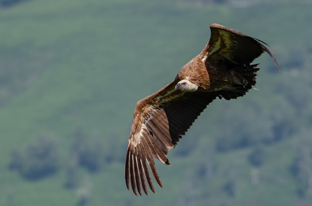 Vautour avec Domiqiue MEININGER (9 sur 11).jpg