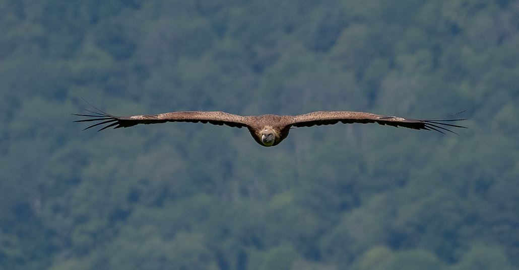 Vautour avec Domiqiue MEININGER (10 sur 11).jpg