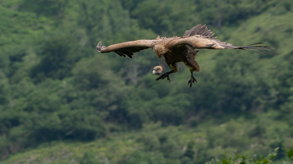 Vautour avec Domiqiue MEININGER (11 sur 11).jpg