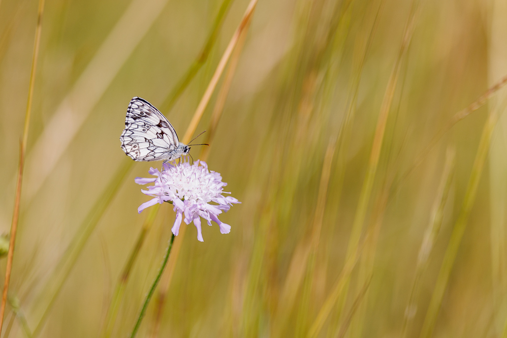 Demi-deuil (Melanargia galathea)-39.jpg