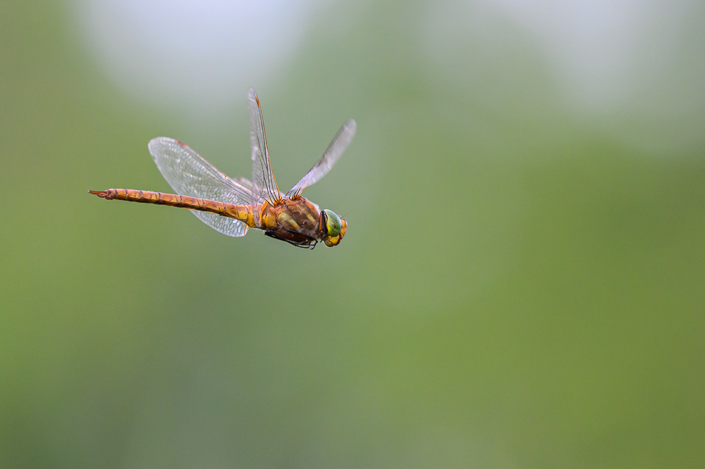 Aeschna isocele-10.jpg